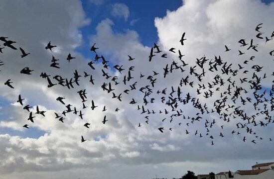 le-chassiron-passage-oiseaux-migrateurs-ile-oleron