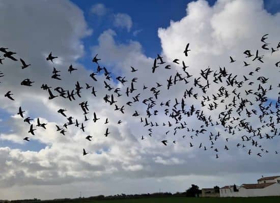 le-chassiron-passage-oiseaux-migrateurs-ile-oleron